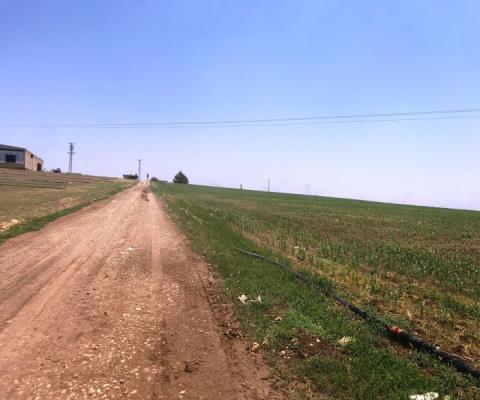 Şanlıurfa Ceylanpınar Satılık Tarla