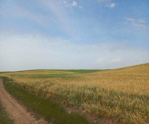 Ankara Sincan Satılık 45.146m2 Tarla — foto 2