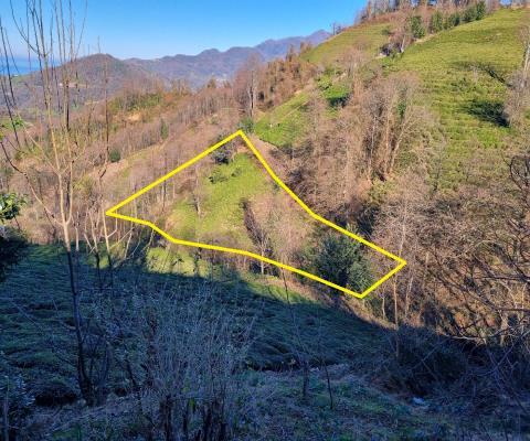 Artvin Hopa 2921.51 M2 + Muhtelif Arsa — foto 2