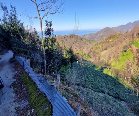 Artvin Hopa 3921.16 M2 + Muhtelif Arsa