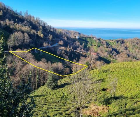Artvin Hopa 3921.16 M2 + Muhtelif Arsa — foto 2