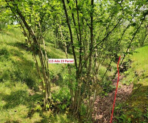 Sakarya Kocaali Satılık 3.924,96 M2  Tarla — foto 5