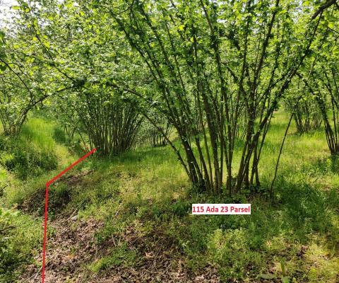 Sakarya Kocaali Satılık 3.924,96 M2  Tarla — foto 6