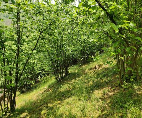 Sakarya Kocaali Satılık 3.924,96 M2  Tarla