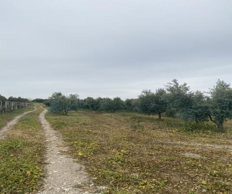 Balıkesir Bandırma Satılık Tarla