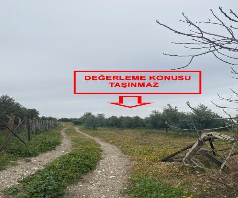 Balıkesir Bandırma Satılık Tarla — foto 2