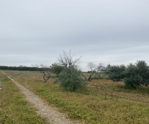 Balıkesir Bandırma Satılık Tarla — foto 3