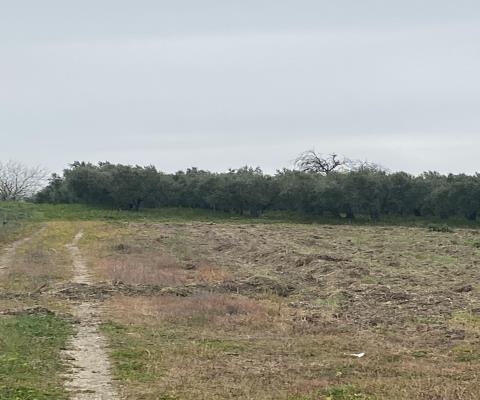 Balıkesir Bandırma Satılık Tarla — foto 4
