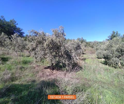 İzmir Selçuk Satılık Muhtelif Arsa — foto 5