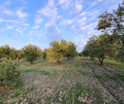 Manisa Akhisar Satılık Tarla — foto 4