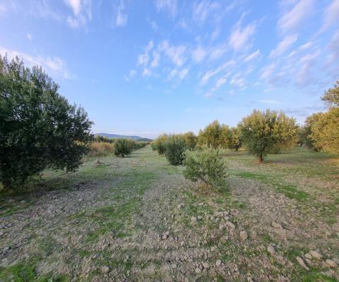 Manisa Akhisar Satılık Tarla — foto 3