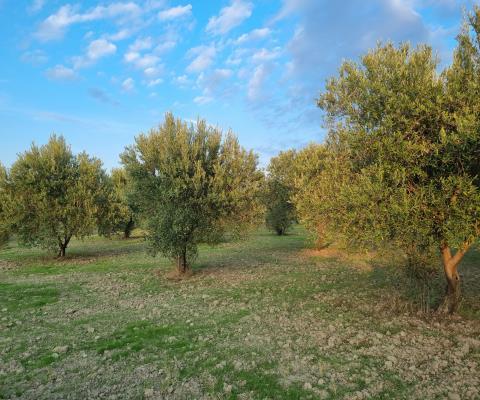 Manisa Akhisar Satılık Tarla — foto 5