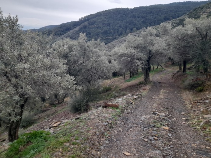 İzmir Bayındır 5422.98 M2 + Bahçe