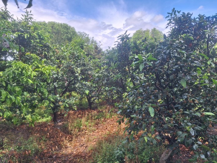 Hatay Dörtyol  3599,40m2  Bahçe — foto 10