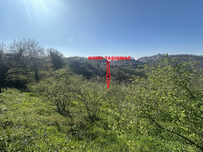 Düzce Akçakoca 14.263.94 M2 Fındıklık Bahçe — foto 3