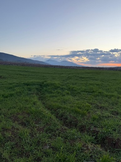 Elazığ Merkez 8593 M2 + Tarla