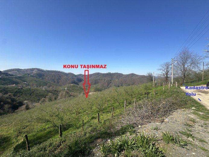 Düzce Akçakoca 14.263.94 M2 Fındıklık Bahçe — foto 5