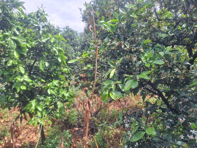 Hatay Dörtyol  3599,40m2  Bahçe — foto 2