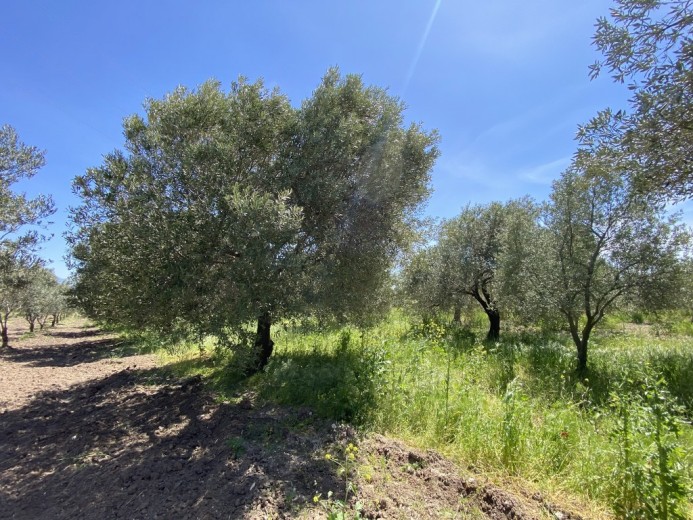 Manisa Akhisar 3483.00 M2 Tarla Tarla — foto 3