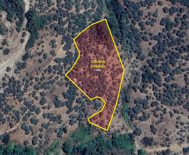 İzmir Bayındır 5291.21 M2 + Zeytinlik