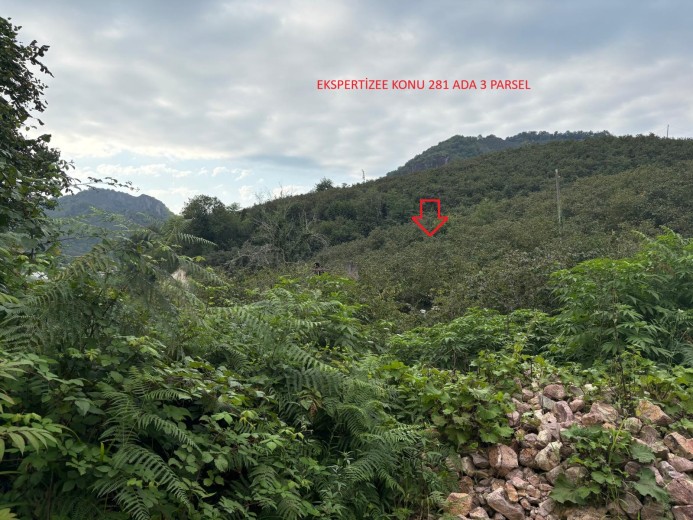Giresun Tirebolu 7055.15 M2 Muhtelif Arsa
