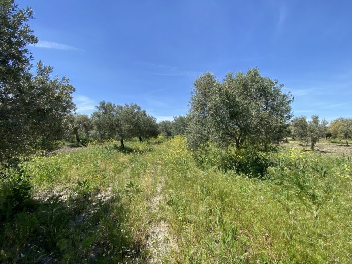 Manisa Akhisar 3483.00 M2 Tarla Tarla — foto 10