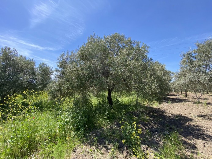 Manisa Akhisar 3483.00 M2 Tarla Tarla — foto 7