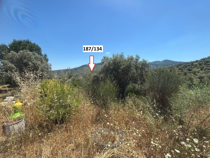 İzmir Selçuk 6854.63 M2 Zeytinlik