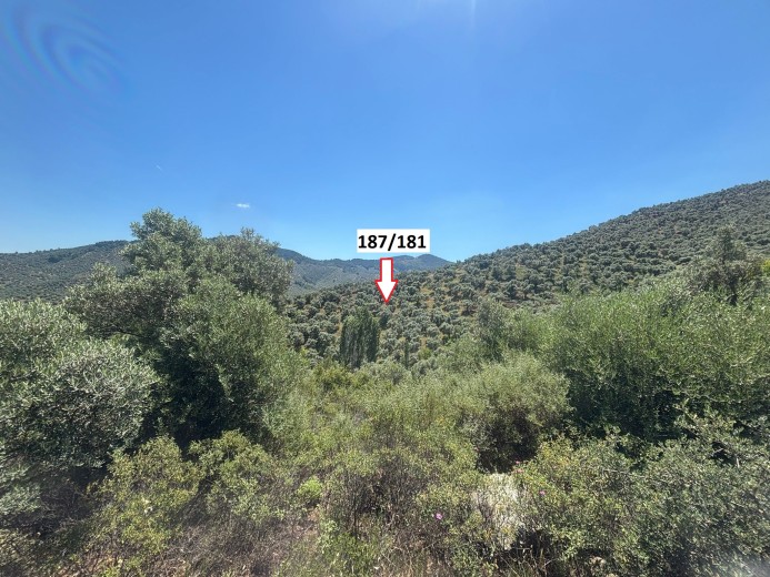 İzmir Selçuk 12340.85 M2 + Zeytinlik — foto 3