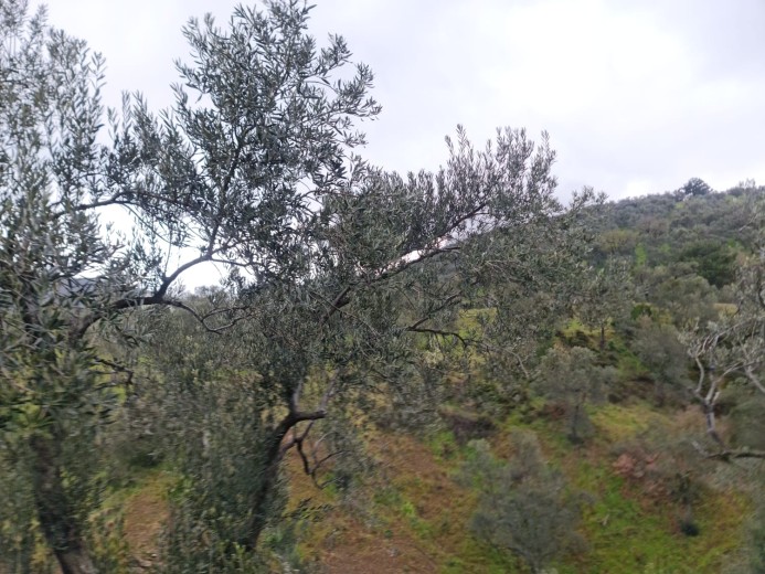 Balıkesir Edremit 2620 M2  Zeytinlik — foto 2