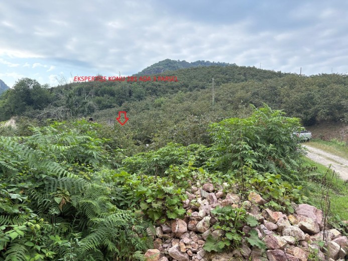 Giresun Tirebolu 7055.15 M2 Muhtelif Arsa — foto 2