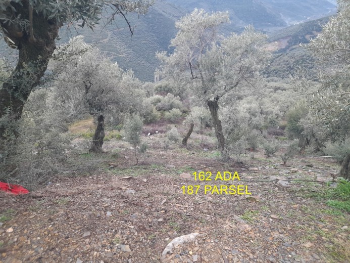 İzmir Bayındır 5422.98 M2 + Bahçe — foto 5