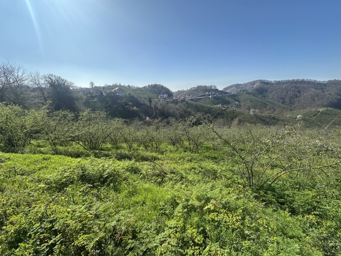 Düzce Akçakoca 14.263.94 M2 Fındıklık Bahçe