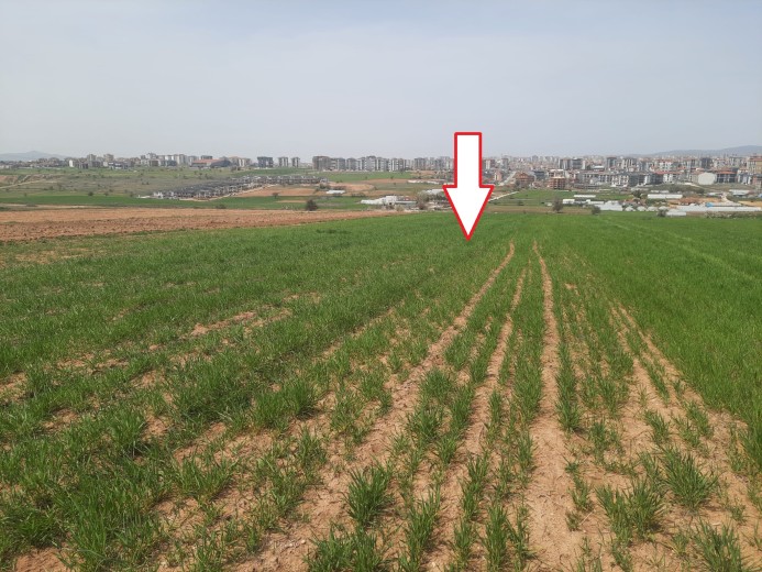 Uşak Merkez 836,17 M2 Arsa  Muhtelif Arsa