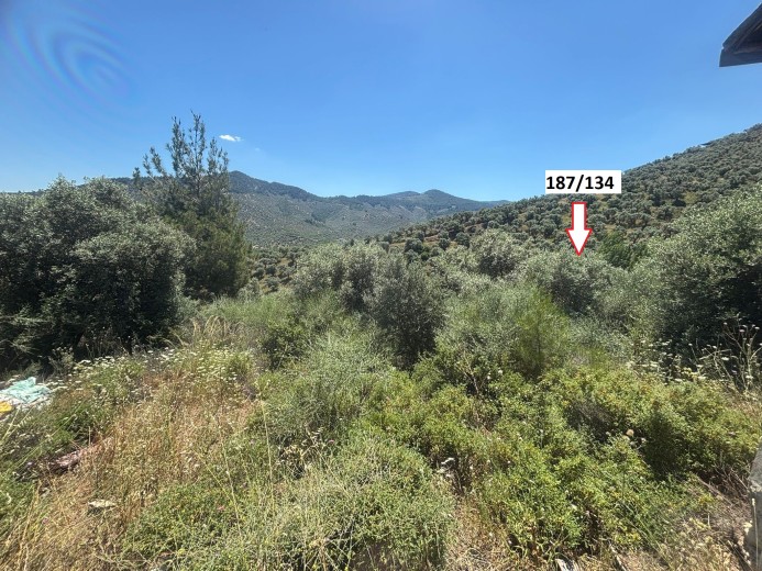 İzmir Selçuk 6854.63 M2 Zeytinlik — foto 2