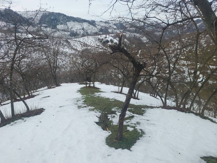 Ordu İkizce 6580,97 M2  Bahçe — foto 4