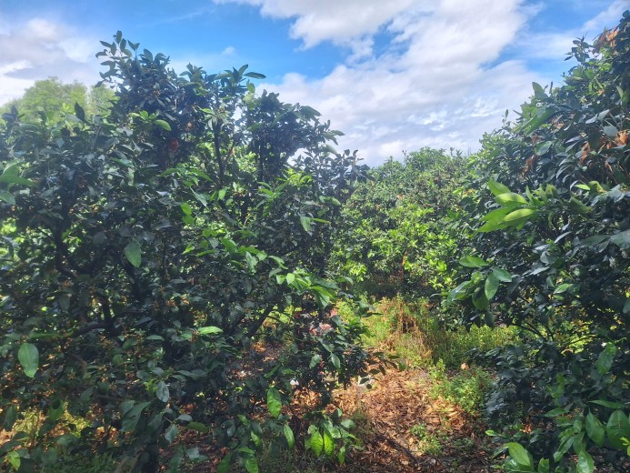 Hatay Dörtyol  3599,40m2  Bahçe — foto 7