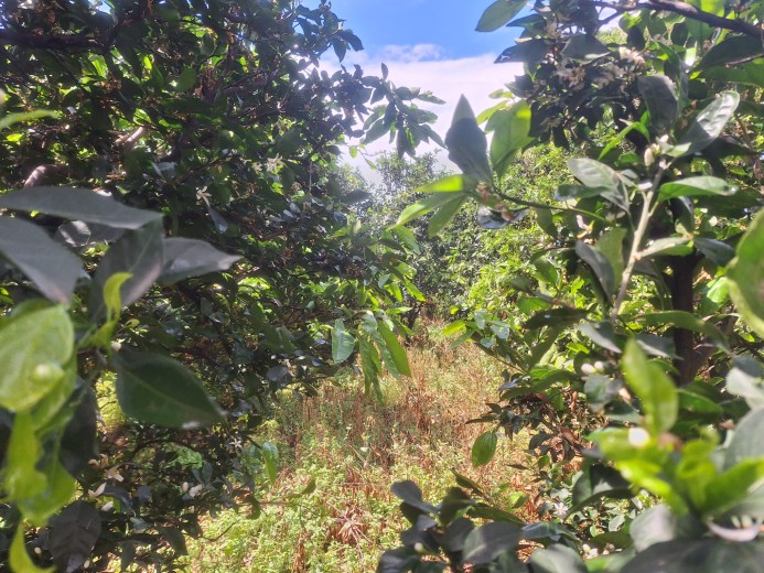 Hatay Dörtyol  3599,40m2  Bahçe — foto 12