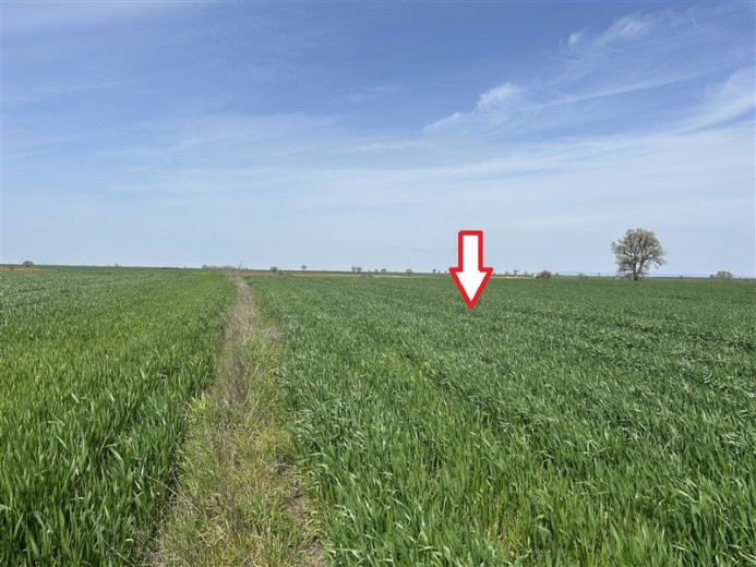 Kırklareli Lüleburgaz 5950.00 M2 Tarla — foto 3
