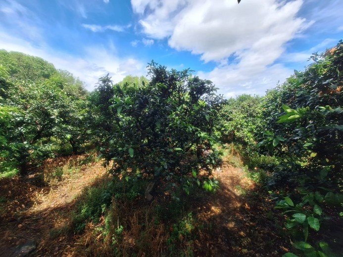 Hatay Dörtyol  3599,40m2  Bahçe — foto 3