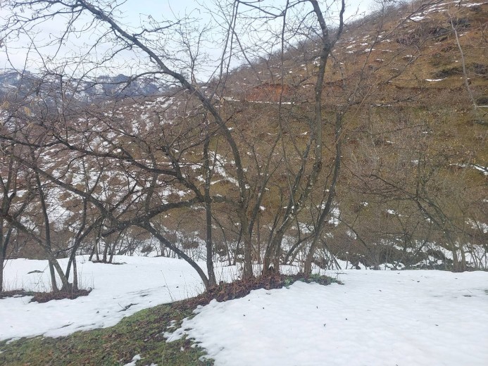 Ordu İkizce 6580,97 M2  Bahçe — foto 2