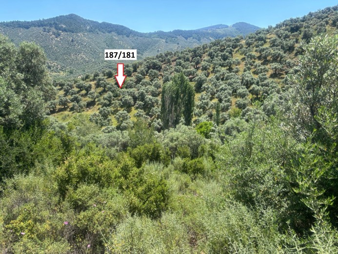 İzmir Selçuk 12340.85 M2 + Zeytinlik — foto 2