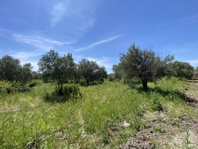 Manisa Akhisar 3483.00 M2 Tarla Tarla