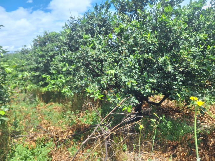 Hatay Dörtyol  3599,40m2  Bahçe — foto 4