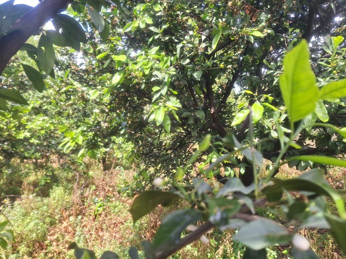 Hatay Dörtyol  3599,40m2  Bahçe — foto 11