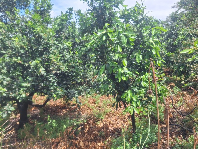 Hatay Dörtyol  3599,40m2  Bahçe — foto 6