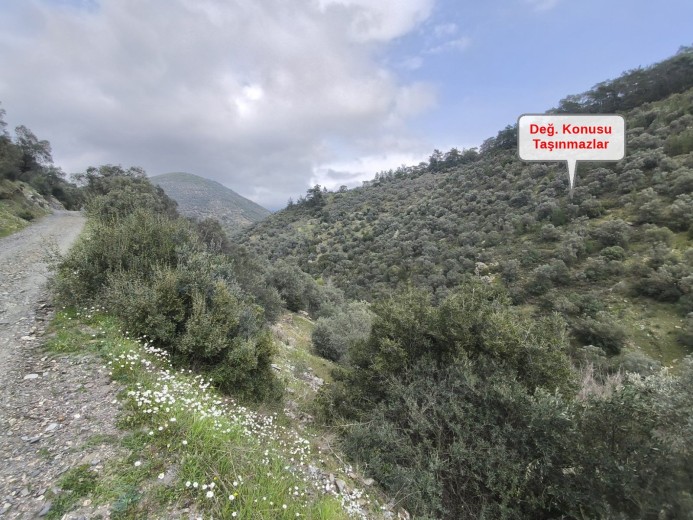 İzmir Bayındır 14212m2 + Zeytinlik — foto 3