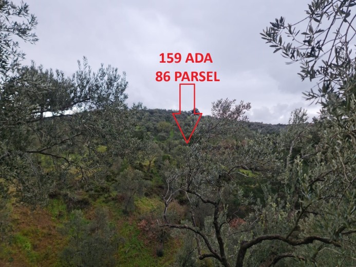 Balıkesir Edremit 2620 M2  Zeytinlik — foto 3