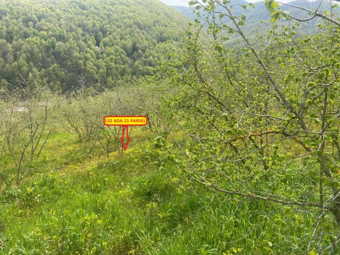 Düzce Cumayeri 12.150 M2 Muhtelif Arsa — foto 6