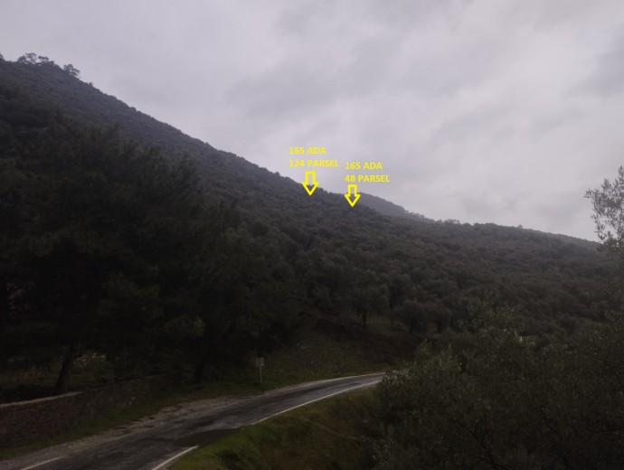 İzmir Bayındır 6026.76 M2 + Zeytinlik